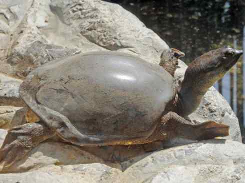 玄武：传说的兽原型探秘（鳖）