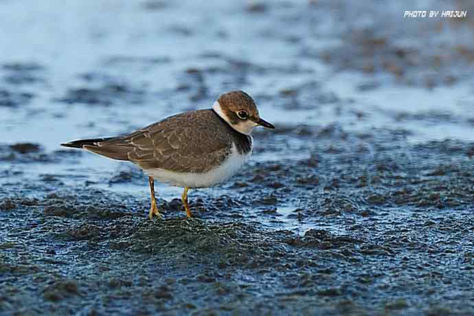 秋实（鹤鹬 wbr遗鸥 wbr扇尾沙锥 wbr金斑鸻）