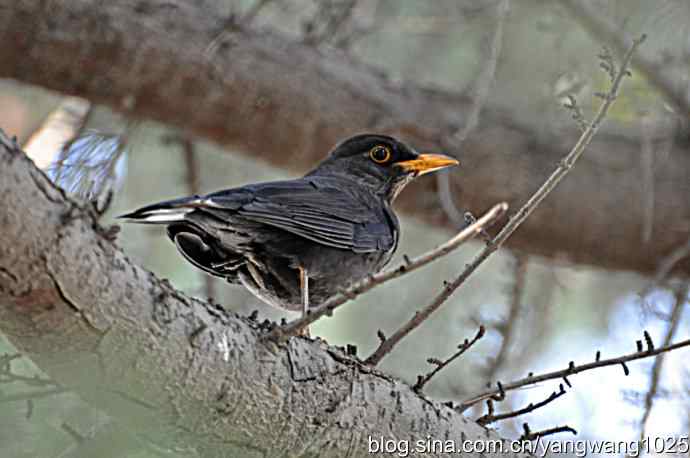 哇！我知道了！它的名字叫乌鸫dong