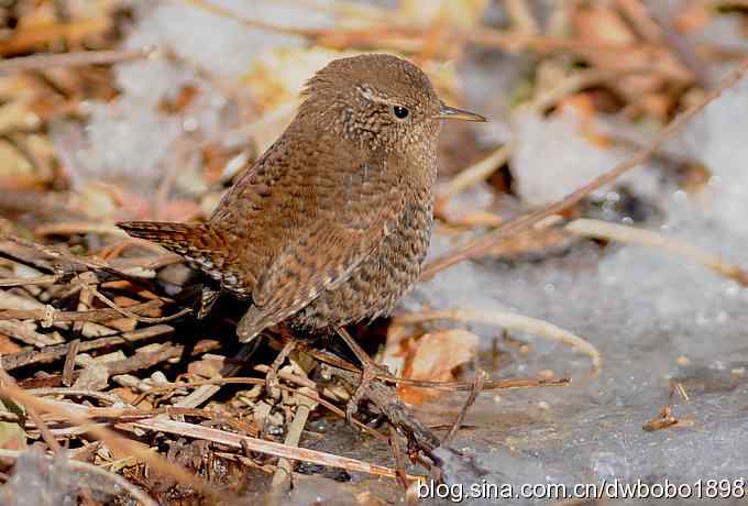 赤颈鸫和小鹪鹩