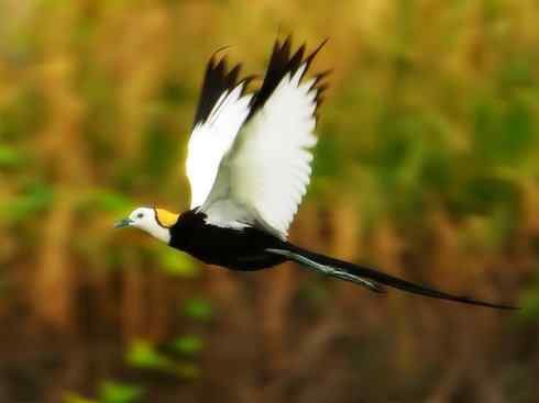 猎奇：长尾鸟雀之五（水雉、奇鹛、琴鸟）