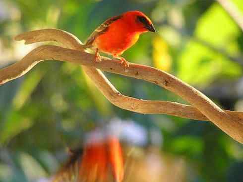 极品红色鸟类:红艳织雀 极品红色鸟类:红艳织雀