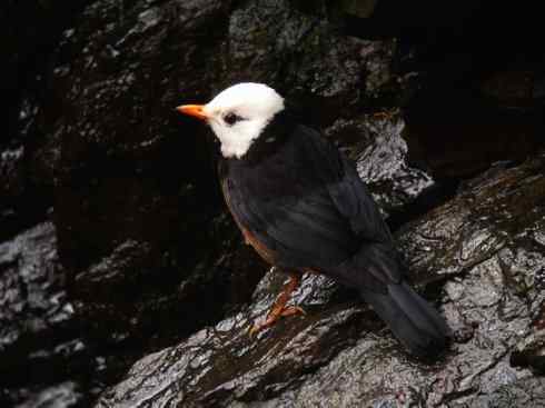 白头鸟系列：另类的美丽