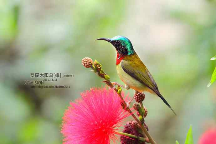 森林公园的叉尾太阳鸟独占枝头