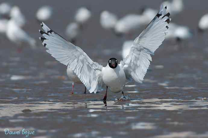 渤海湾的遗鸥迁徙潮