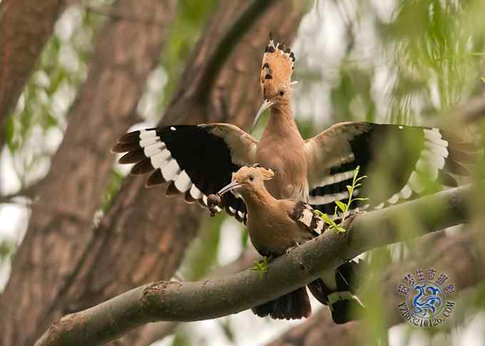首次拍到戴胜奇观（组图，20张图片）