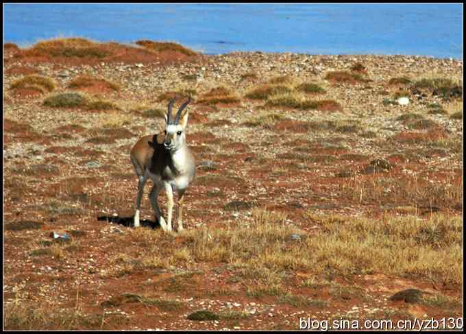 坐上火车去拉萨5——藏原羚（生态篇）（组图）