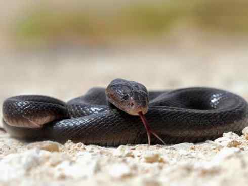 龙:传说的兽原型探秘(眼睛蛇类) 龙:传说的兽原型探秘(眼睛蛇类)