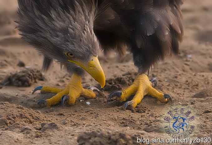 难忘断背山（组图，一个视频，20张图片）