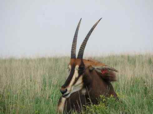 麒麟：传说的兽原型探秘（马羚）
