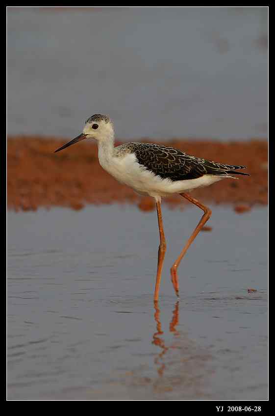 武汉观鸟会初级观鸟讲座[第8课]——水鸟识别入门