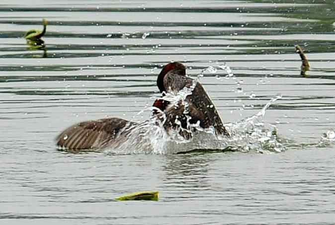 小掐架(圆明园)