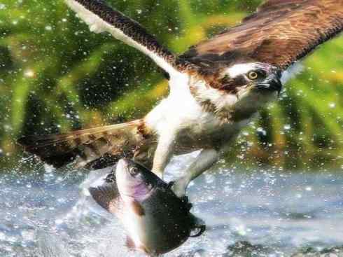 白头鸟系列：另类的美丽（吼海雕）