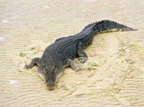 龙：传说的兽原型探秘（鳄类）