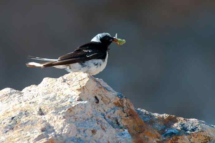 【新鸟】坝上鸟.白顶鵖