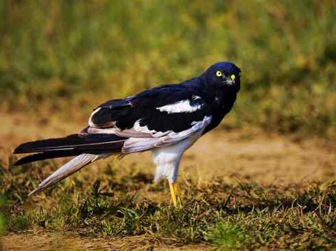 白头鸟系列：另类的美丽（白尾鸢）