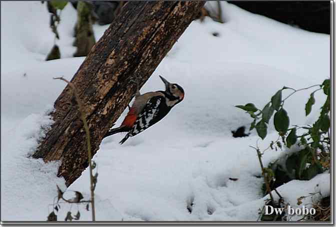 点击图片或使用键盘← →翻页