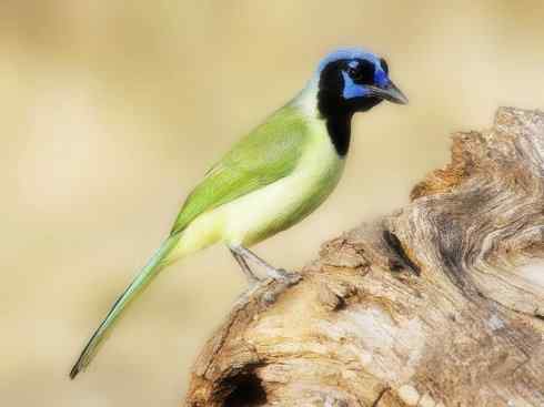 美丽无罪：雀鸟之蓝鸦