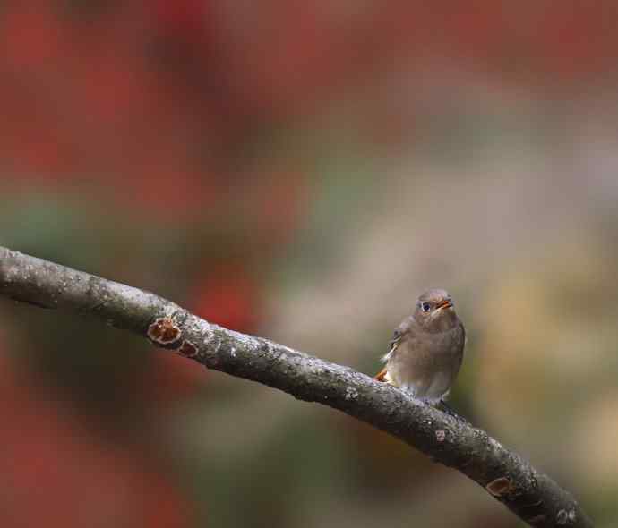 赭红尾鸲唱黄花 赭红尾鸲唱黄花