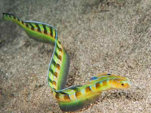 龙:传说的兽原型探秘(鲤鱼) 龙:传说的兽原型探秘(鲤鱼)