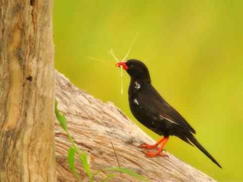 极品红色鸟类:红艳织雀 极品红色鸟类:红艳织雀