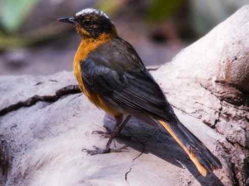 白头鸟系列:另类的美丽（白头歌鵖）