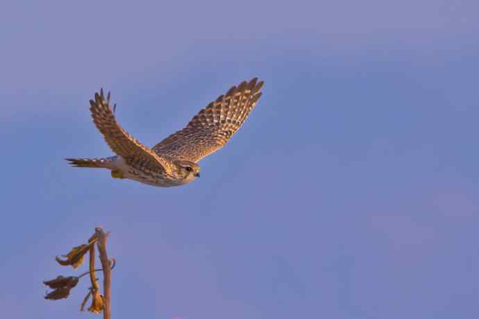 葵花枯杆儿上起飞