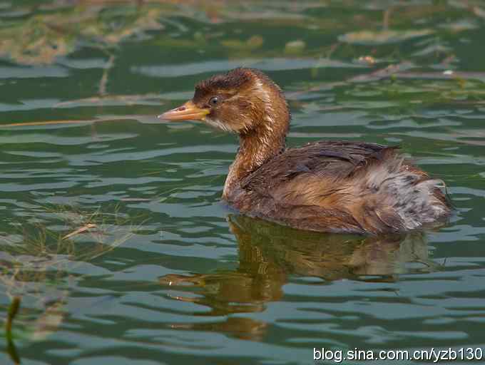 D80拍的小（组图，5张图片）