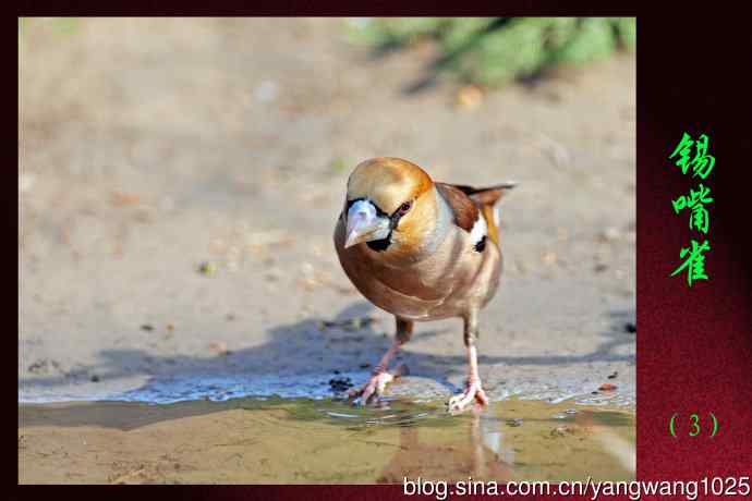 北京天坛公园的鸟类——锡嘴雀（3）