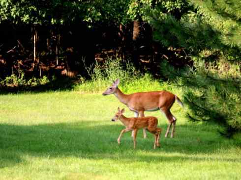 麒麟：传说的兽原型探秘（白尾鹿）