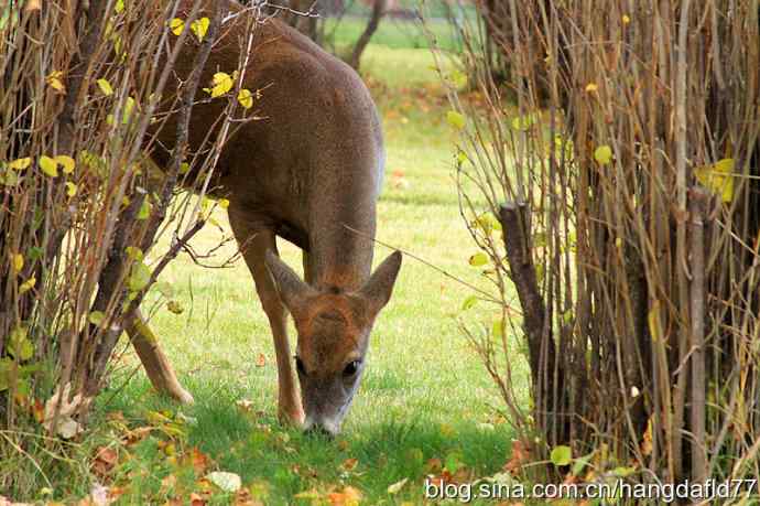 后院野鹿