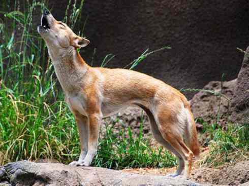 犬科：犬亚科犬属之澳洲野犬、歌唱犬、家犬