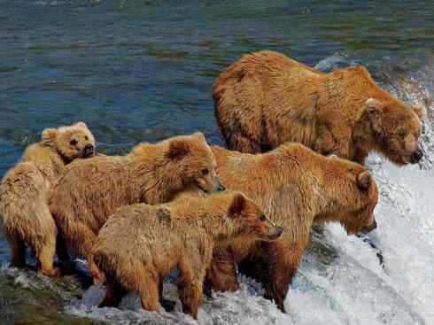十大喜食蜂蜜动物：棕熊