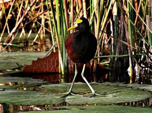 奇特的盔：非洲雉鸻