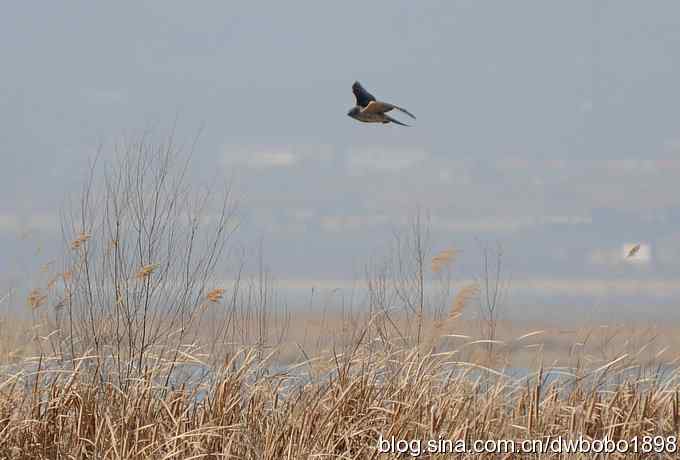 落地大鵟让偶急