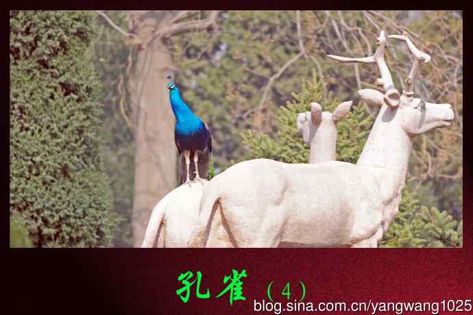 北京麋鹿苑的鸟类——孔雀（4）