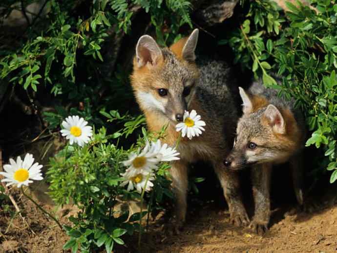 犬科：狐亚科灰狐属之灰狐、岛屿灰狐