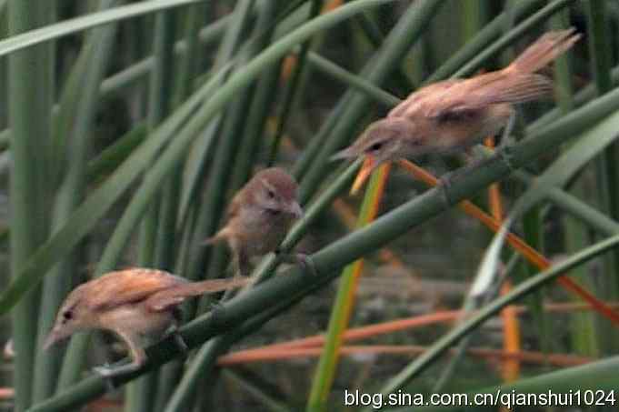 桑拿天打鸟 wbr真是乐使银(奥体公园)