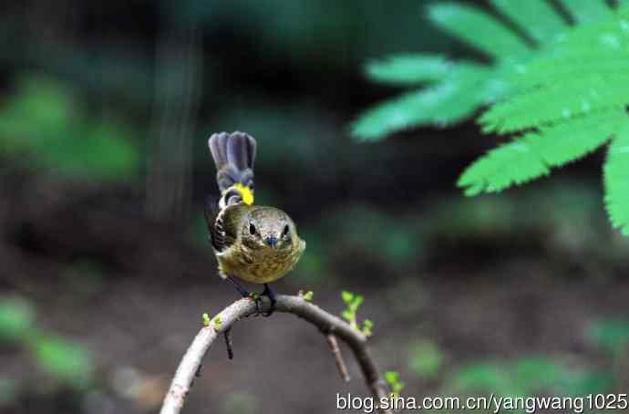 雌性白眉姬鹟（7）