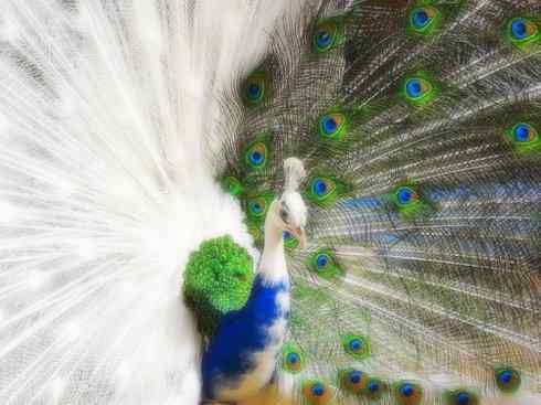 凤凰：传说中的鸟原型探秘（孔雀）