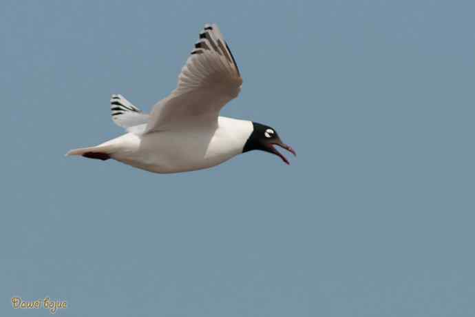 渤海湾的遗鸥迁徙潮