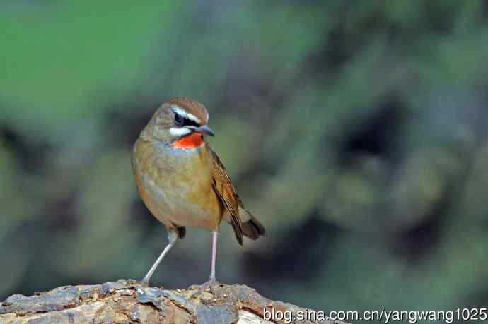 雄性红喉歌鸲（22）