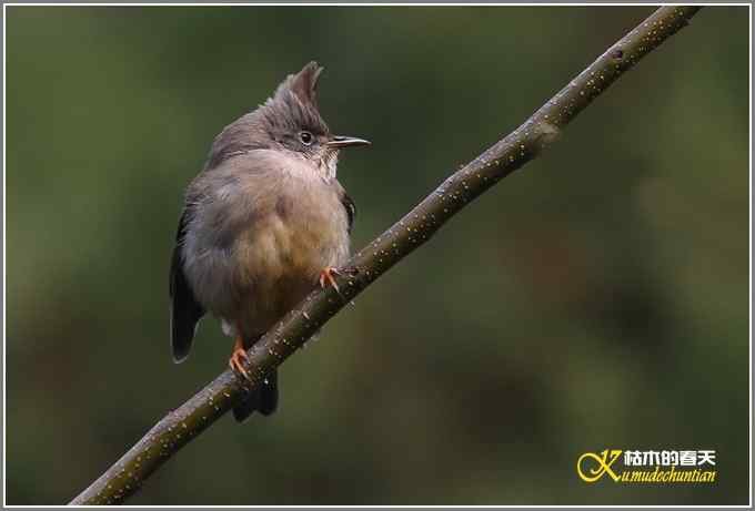 今年冬天的鸟儿有点少【照片】 今年冬天的鸟儿有点少【照片】