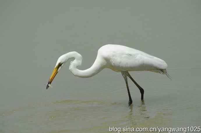 奥林匹克公园白鹭飞 wbr4