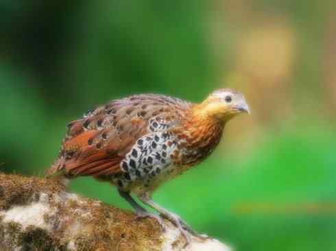 家禽驯化之源之九