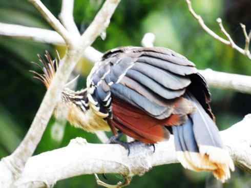 猎奇：十大奇异鸟类之三