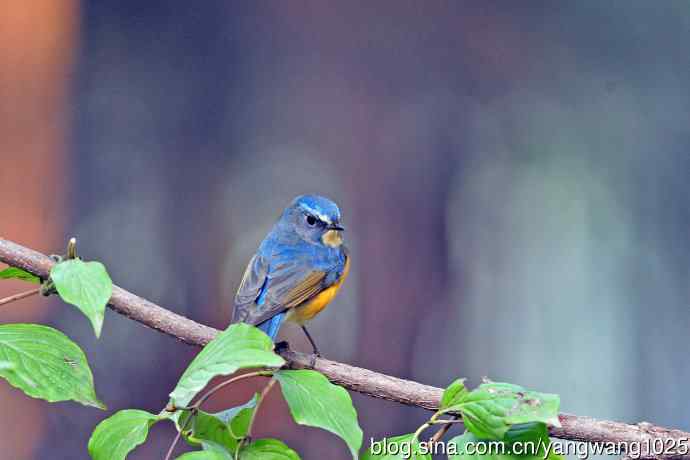 雄性红胁蓝尾鸲（33）