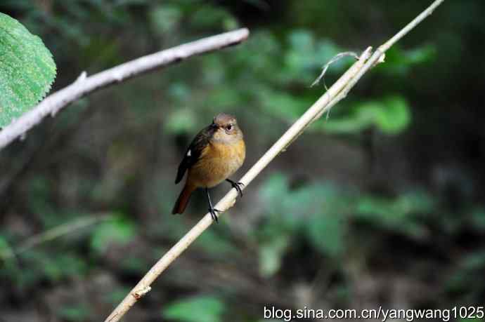 北京天坛公园的鸟类——雌性北红尾鸲（2）