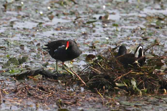 摄鸟拾趣（十九） 黑水鸡