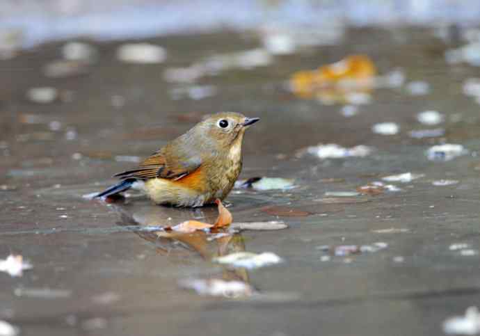雌性红胁蓝尾鸲（7）